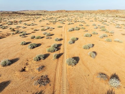 Masses of Euphorbia gregaria and desert track. Aerial view. Drone shot. Gondwana Canyon Park.