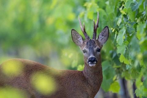 Roebuck in the vineyard in summer, Wittlich, Rhineland-Palatinate, Germany