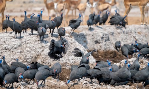 Helmeted guinea fowl (Numida meleagris), flock at the waterhole, Nxai Pan National Park, Botswana