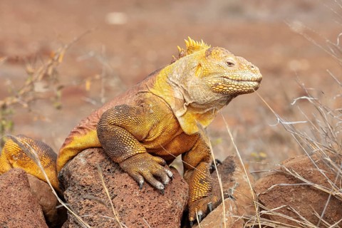 Drusenkopf (Conolophus subcristatus), Santa Cruz, Galapagos, Ecuador