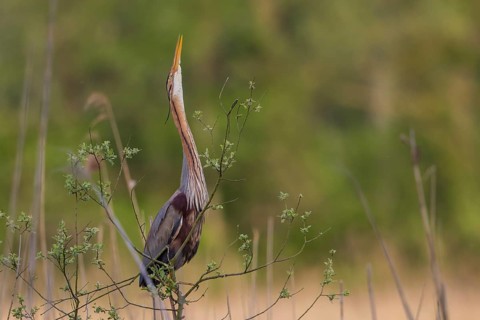 Purple Heron (Ardea purpurea) male displaying, Baden-Wuerttemberg, Germany