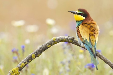 European Bee-eater (Merops apiaster), Seville, Spain