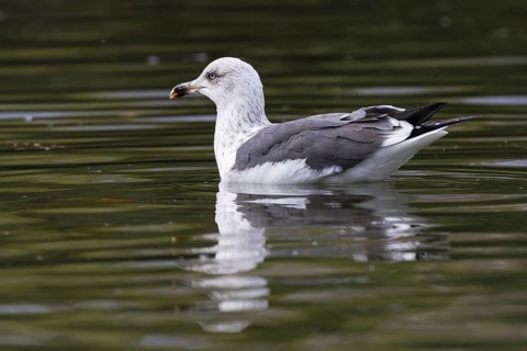 Lesser Black-backed Gull (Larus fuscus), Asturias, Spain