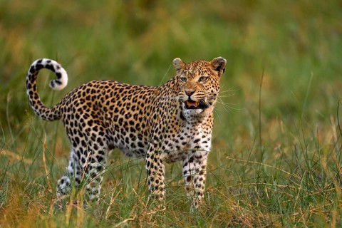 Leopard kitten baby, hidden nice orange grass. Leopard cub with mother walk. Big wild cat in the