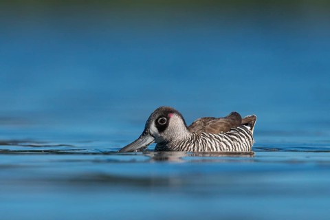 Pink-eared Duck (Malacorhynchus membranaceus), New South Wales, Australia