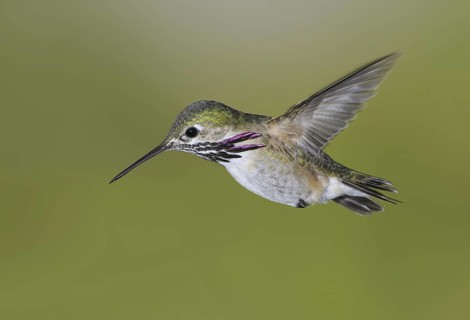 Calliope Hummingbird (Selasphorus calliope), Canada