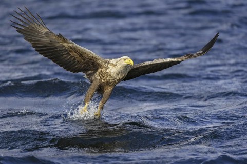 White-tailed Eagle (Haliaeetus albicilla) flying, Nord-Trondelag, Norway