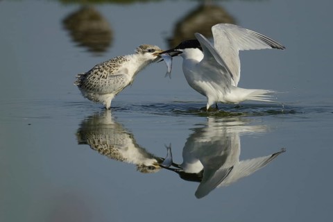 Sandwich Tern (Thalasseus sandvicensis) juvenile, Texel, Netherlands