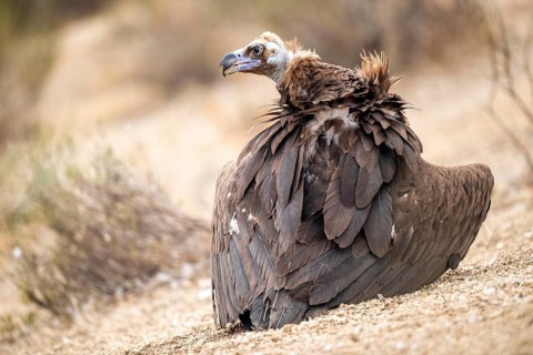 Cinereous Vulture (Aegypius monachus), Extremadura, Spain
