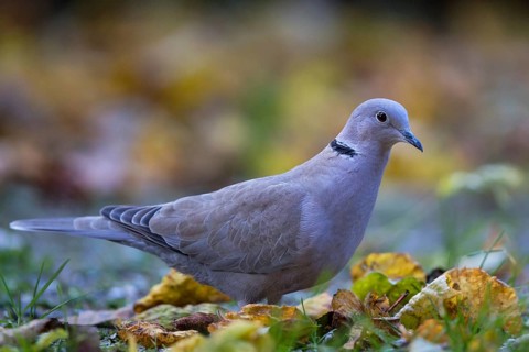 Eurasian Collared Dove (Streptopelia decaocto) perched on the ground, Bavaria, Germany