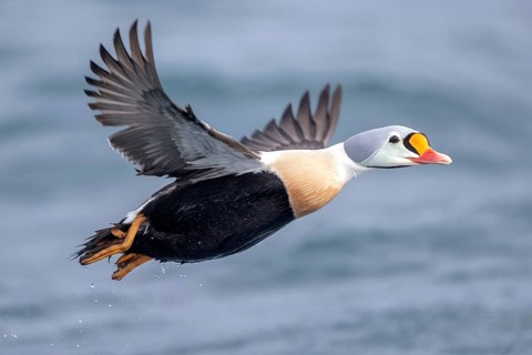 King Eider (Somateria spectabilis) male flying, Norway