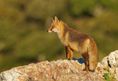 Red fox (Vulpes vulpes) in early morning light on a rock, Sierra de San Pedro, Extremadura, Spain