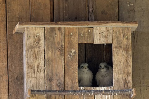 Kestrel (Falco tinnunculus) two young birds looking out of the incubator, village in Münsterland,