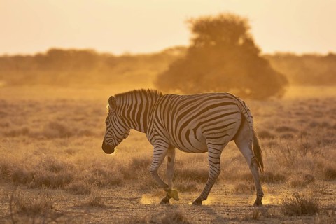 Plains zebra (Equus quagga), in dry savannah, in the evening light, Kruger National Park, South