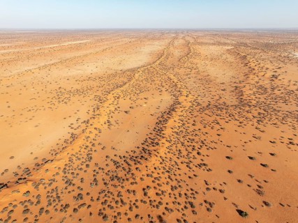 Linear sand dunes grown with camelthorn trees (Vachellia erioloba) in the Kalahari Desert. Aerial