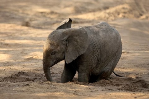 African elephant (Loxodonta africana), young animal, digging, drinking, searching for water, dried