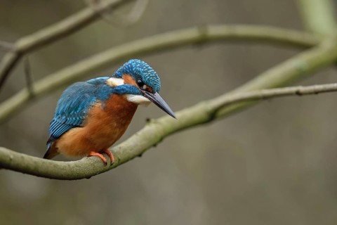 Shortly in front of the prey strike... Kingfisher (Alcedo atthis), male on the hunt in early