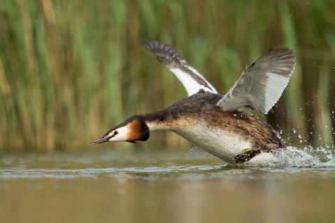 Aggressive... Great Crested Grebe (Podiceps Scalloped ribbonfish) sprints, runs over the water with