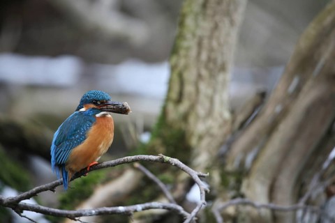 Kingfisher (Alcedo atthis) male, with a preyed-upon common bullhead (Cottus gobio) Allgäu, Bavaria,