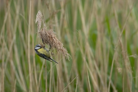 Blue tit (Cyanistes Caeruleus) adult bird feeding on a Common reed seedhead in a reedbed, England,