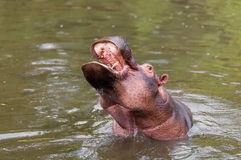 An adult male hippopotamus (Hippopotamus amphibius) shows aggression and defends its territory