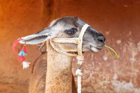 Guanaco (Llama guanicoe), Cusco, Peru