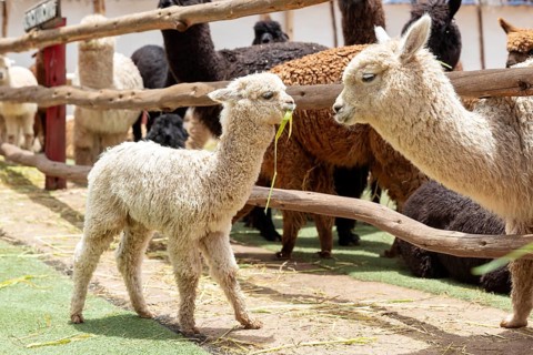 Alpaca and Llama Farm, near Cusco, Peru