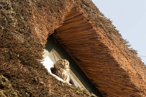 Tawny Owl (Strix aluco), Hamburg, Germany
