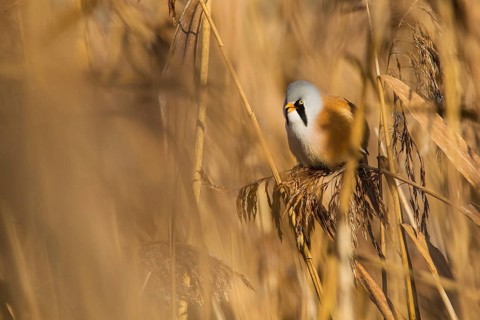 Bearded Reedling (Panurus biarmicus) male, Baden-Wuerttemberg, Germany