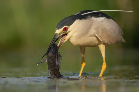 Black-crowned Night Heron (Nycticorax nycticorax) with fish prey in beak, Pusztaszer, Hungary