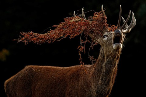 Red Deer (Cervus elaphus), stag bellowing during the rut, England, UK