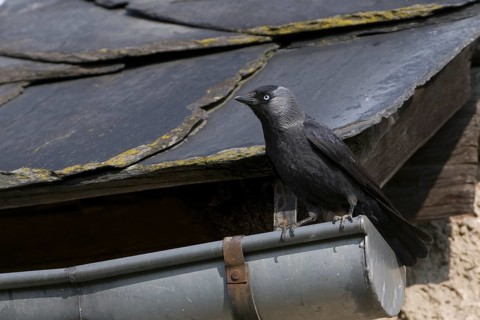Western Jackdaw (Coloeus monedula), Saxony, Germany