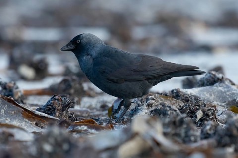 Western Jackdaw (Coloeus monedula) perched on a beach, Schleswig-Holstein, Deutschland, Germany