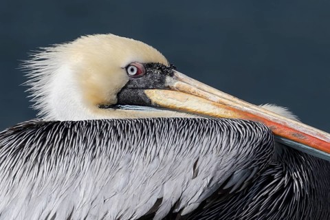Peruvian Pelican (Pelecanus thagus), Zapallar, Chile