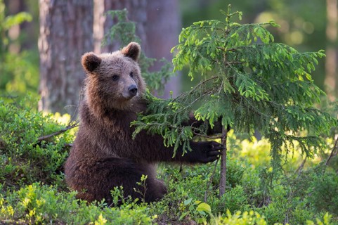 Eurasian Brown Bear (Ursus arctos) cub foraging in forest, Finland