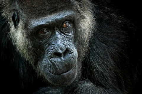 Western lowland gorilla, detail head portrait with beautiful eyes. Close-up photo of wild big black