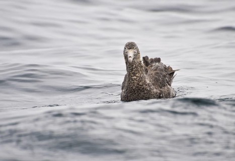 Northern Giant Petrel (Macronectes halli), New Zealand