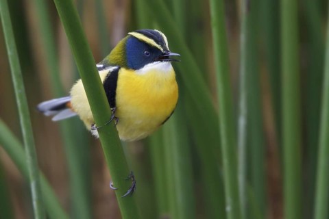 Many-colored Rush Tyrant (Tachuris rubrigastra) singing, Lago Junin, Peru