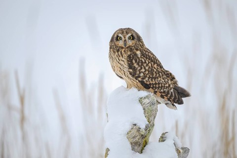 Short-eared Owl (Asio flammeus), Alaska, USA