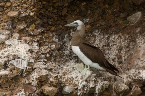 Brown Booby (Sula leucogaster), Baja, Mexico