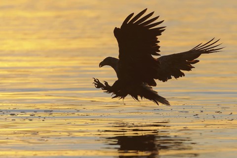 White-tailed Eagle (Haliaeetus albicilla) flying, Nord-Trondelag, Norway
