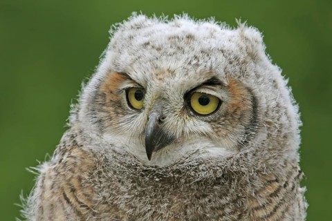 Great Horned Owl (Bubo virginianus) juvenile, Saskatchewan, Canada
