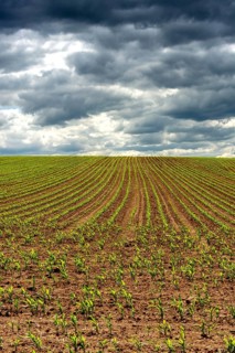 Young corn plants are emerging in orderly rows across a large agricultural field. Puy de Dome,