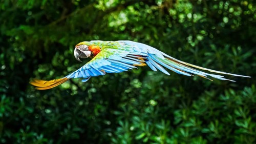 Blue-and-yellow macaw, Ara ararauna, bird in flight