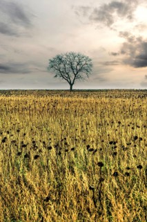 Lonely tree stands amidst golden field under a cloudy sky at dusk. Auvergne. France