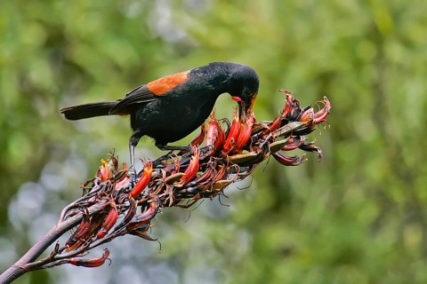 North Island Saddleback (Philesturnus rufusater) foraging, Nordinsel, New Zealand