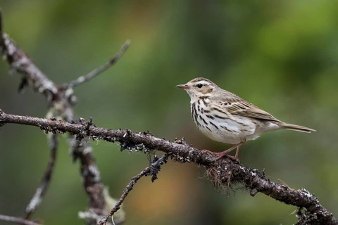 Olive-backed Pipit - Waldpieper - Anthus hodgsoni ssp. yunnanensis, Russia