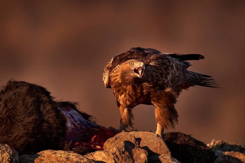 Eagle with cow calf carcass. Golden eagle, stone, Rhodopes mountain, Bulgaria. Eagle, evening