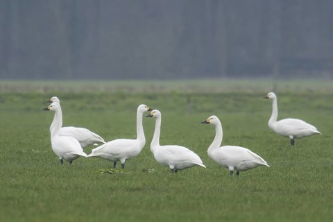 Tundra Swan (Cygnus columbianus bewickii), Netherlands