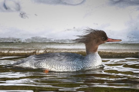 Scaly-sided Merganser (Mergus squamatus) female, captive